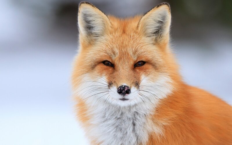 Red Fox in Snow — Orange, Calm, Winter, Photograph, Ears
