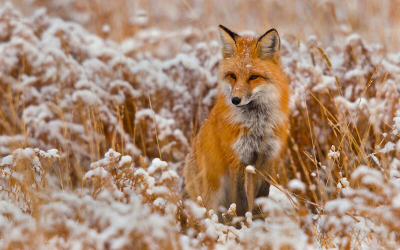 Red Fox in Snow — Orange, Calm, Winter, Photograph, Grass