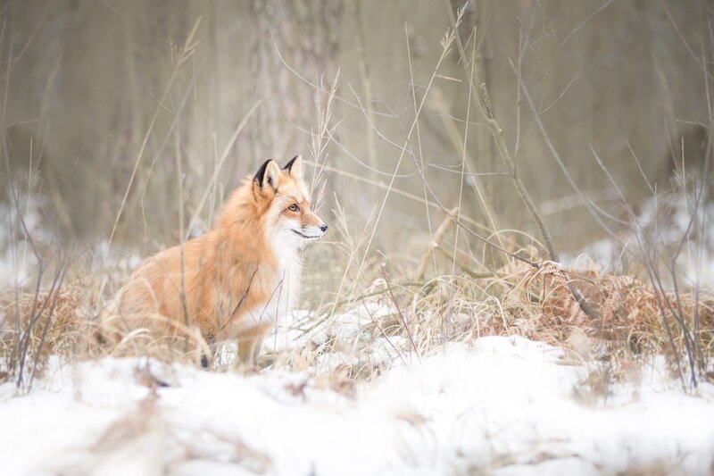 Red Fox in Snow — Orange, Calm, Winter, Photograph, Grass, Trees