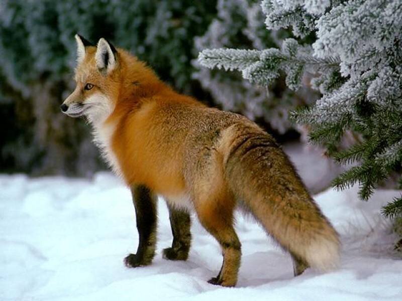 Red Fox in Snow — Orange, Calm, Winter, Photograph, Pine Tree
