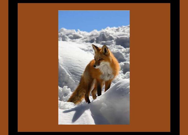 Red Fox in Snow — Orange, Calm, Winter, Photograph, Sky