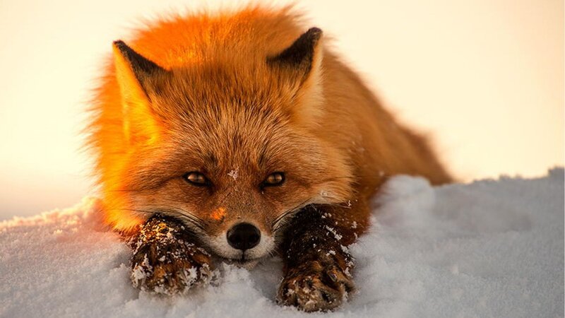 Red Fox in Snow — Orange, Calm, Winter, Photograph, Sunlight