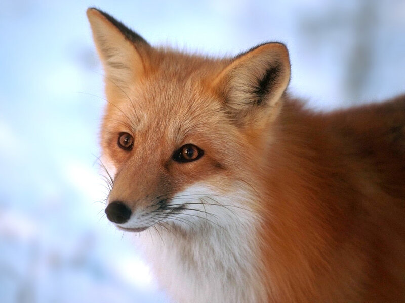 Red Fox in Snow — Orange, Calm, Winter, Photograph