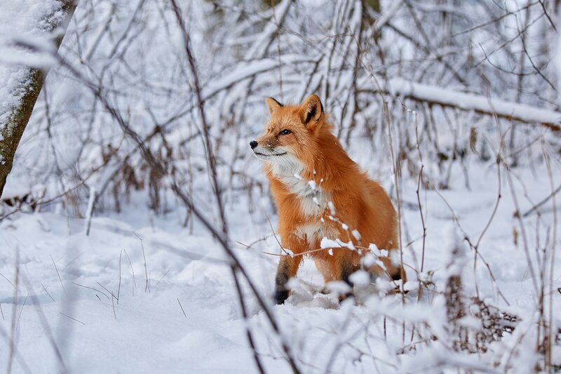 Red Fox in Snow — Orange, Calm, Winter, Photograph, Trees, Branches