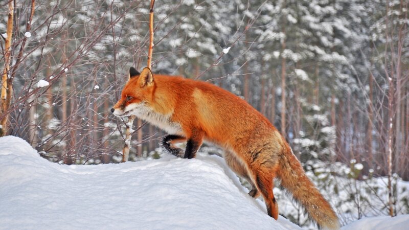 Red Fox in Snow — Orange, Calm, Winter, Photograph, Trees, Forest