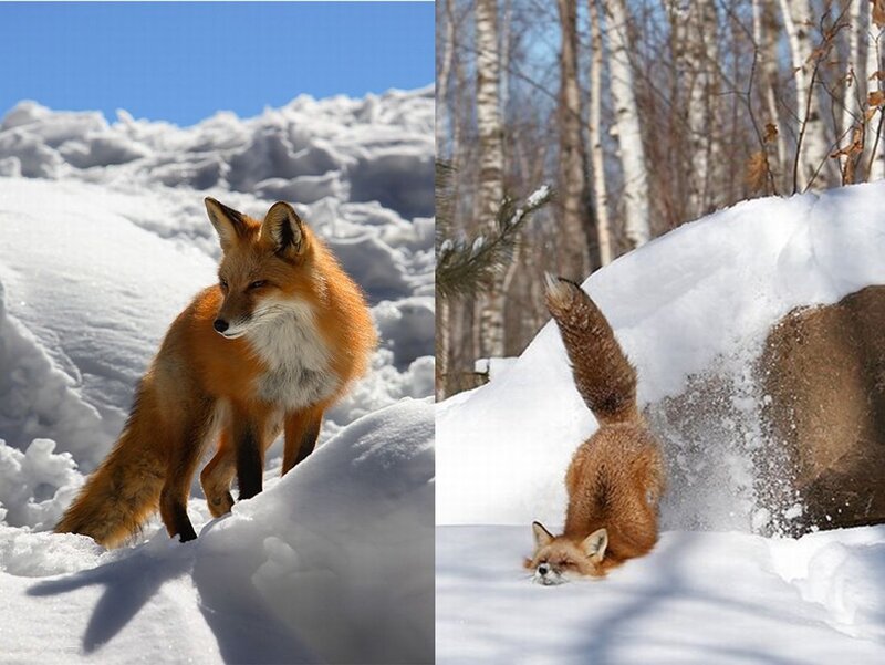 Red Fox in Snow — Orange, Calm, Winter, Photograph, Trees