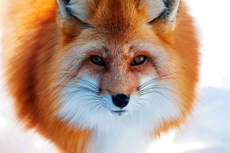 Red Fox in Snow — Orange, Calm, Winter, Photograph, Whiskers