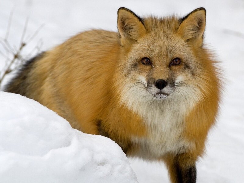 Red Fox in Snow — Orange, Calm, Winter