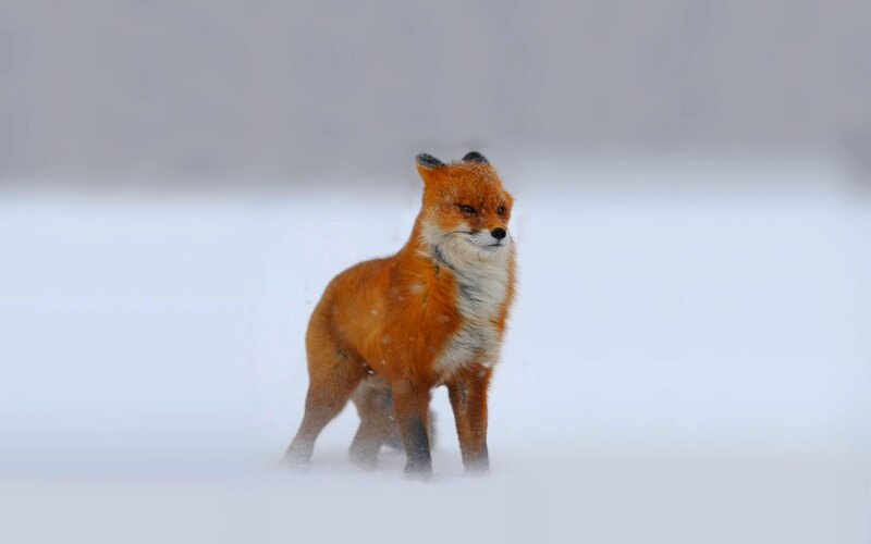 Red Fox in Snow — Orange, Cold