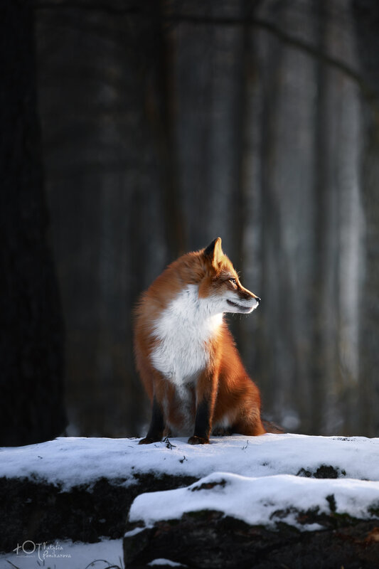 Red Fox in Snow — Orange, Dramatic