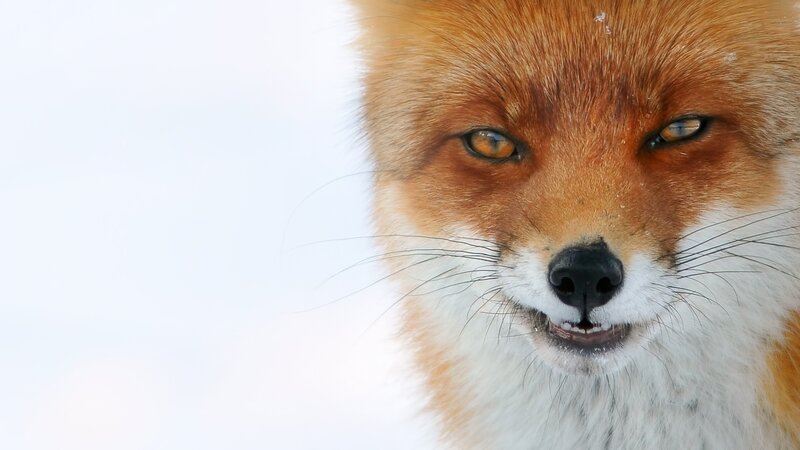 Red Fox in Snow — Orange, Intense