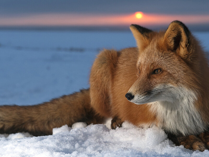 Red Fox in Snow — Orange, Serene, Sunset
