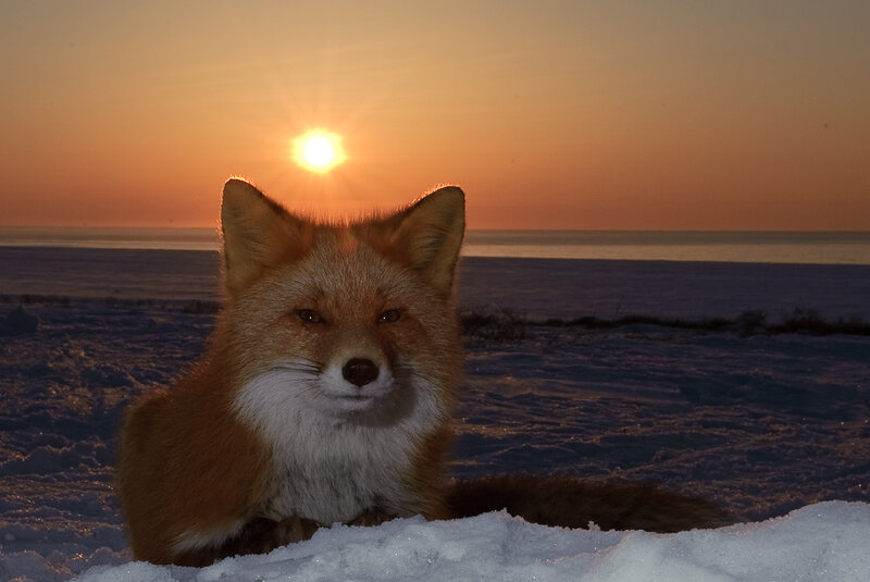 Red Fox in Snow — Orange, Serene
