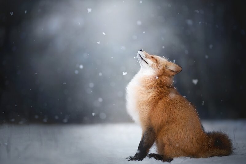 Red Fox in Snow — Orange, Serene, Winter, Photograph, Forest