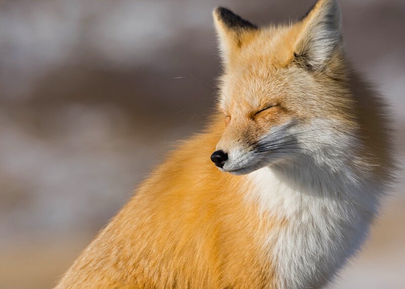 Red Fox in Snow — Orange, Serene, Winter, Photograph, Sunlight