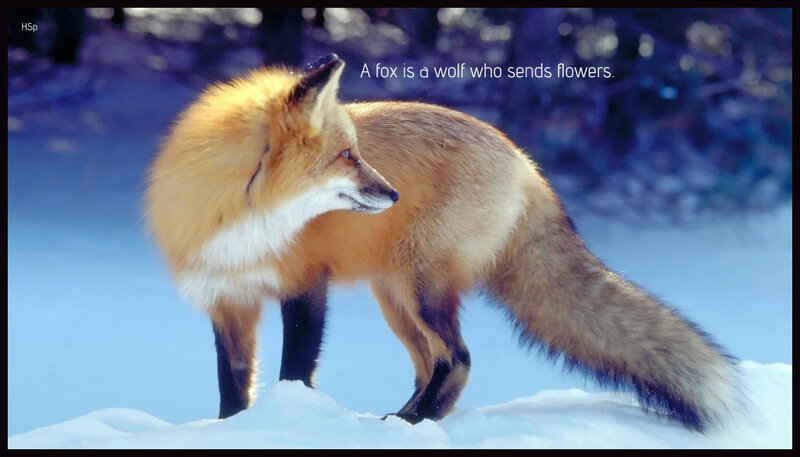 Red Fox in Snow — Orange, Serene, Winter, Photograph
