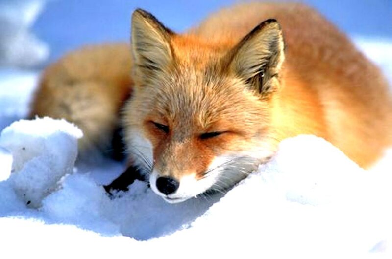 Red Fox in Snow — Orange