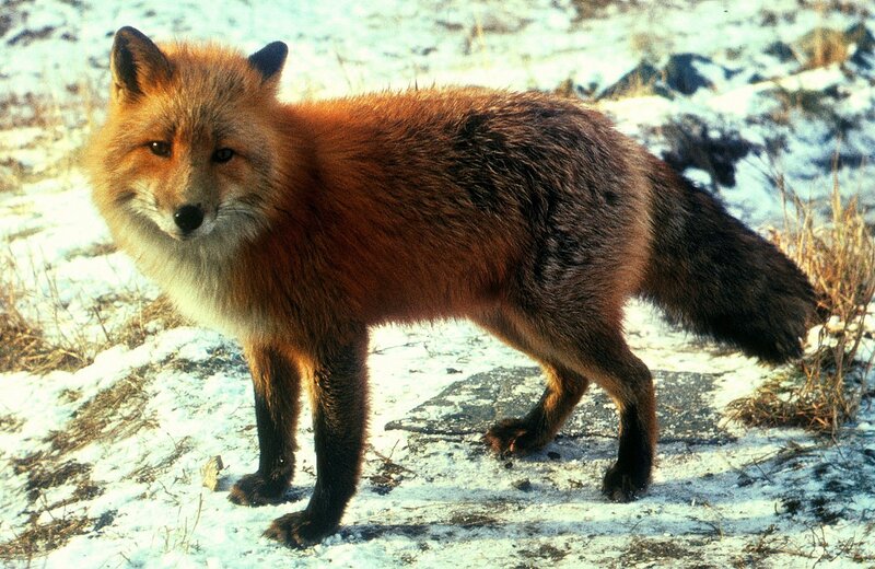 Red Fox in Snow — Rock