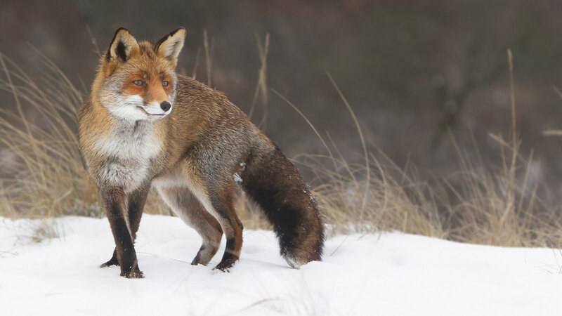 Red Fox in Snow — White, Alert, Winter, Photograph, Grass