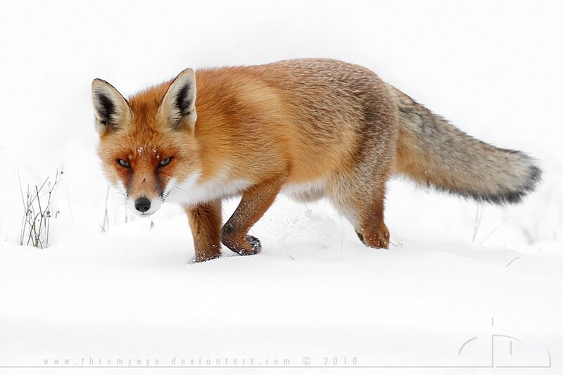 Red Fox in Snow — White, Alert, Winter, Photograph