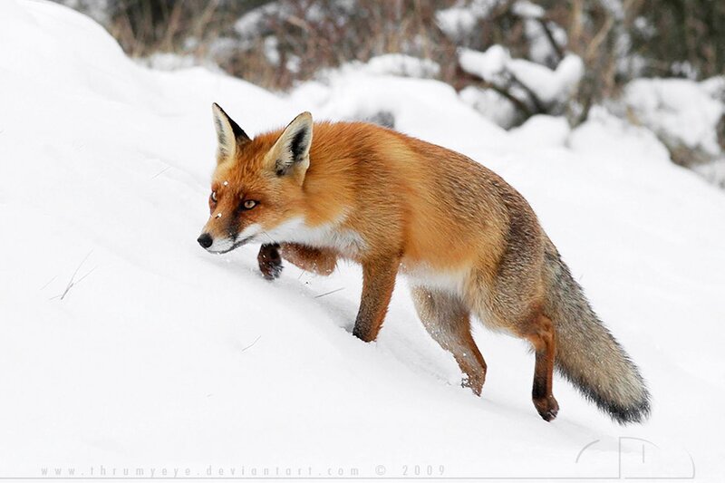 Red Fox in Snow — White, Alert, Winter, Photograph, Trees