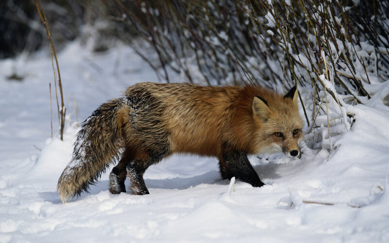Red Fox in Snow — White, Alert, Winter