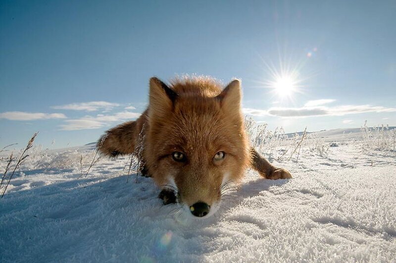 Red Fox in Snow — White, Bright