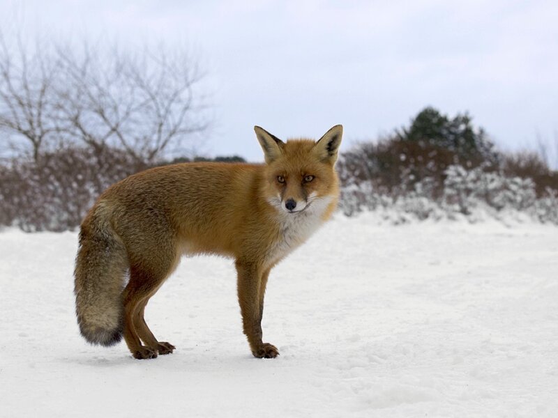 Red Fox in Snow — White, Calm