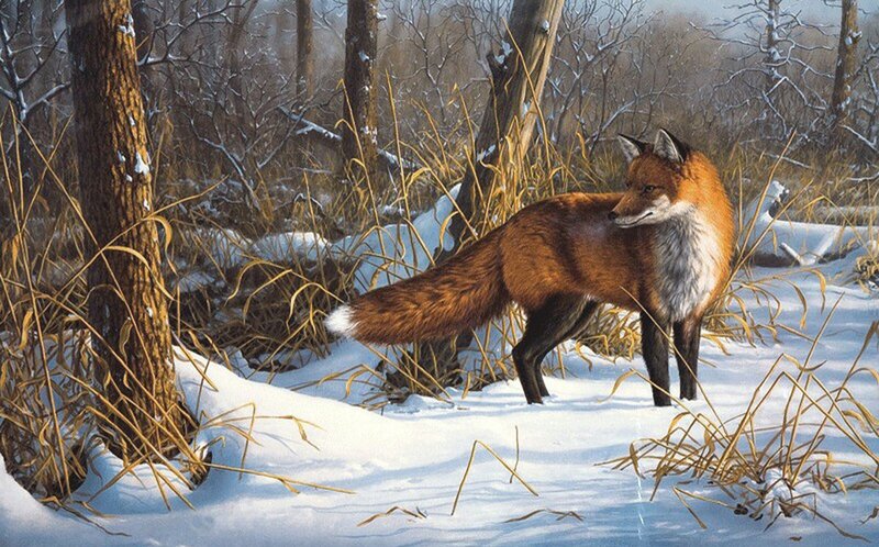 Red Fox in Snow — White, Calm, Winter, Painting, Trees