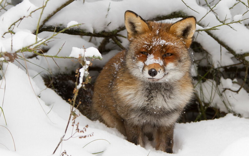 Red Fox in Snow — White, Calm, Winter, Photograph, Branches, Forest