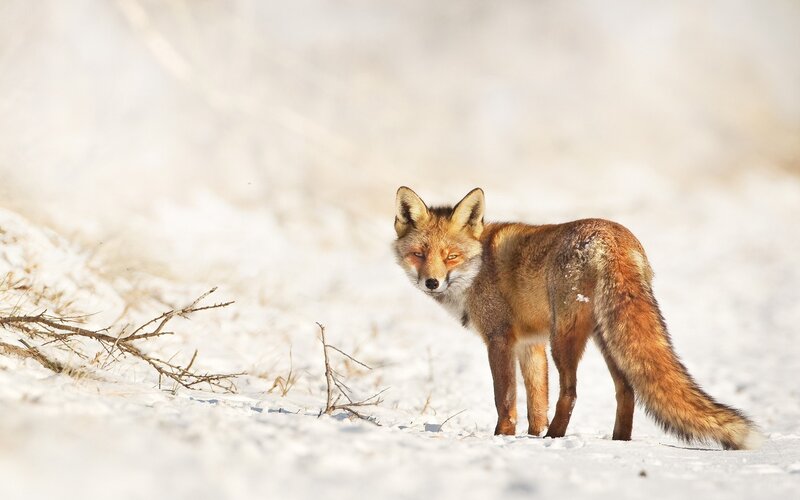 Red Fox in Snow — White, Calm, Winter, Photograph, Branches, Tail