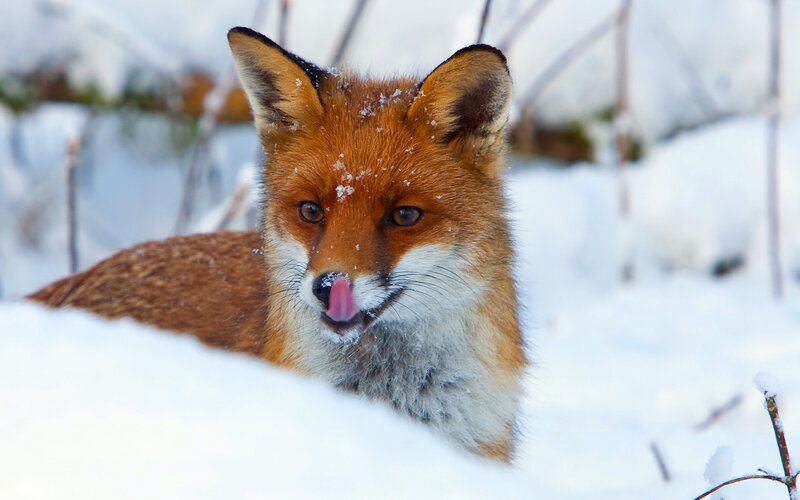 Red Fox in Snow — White, Calm, Winter, Photograph, Branches, Tongue, Brown