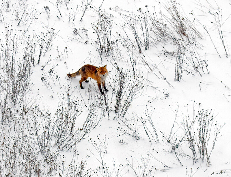 Red Fox in Snow — White, Calm, Winter, Photograph, Brush