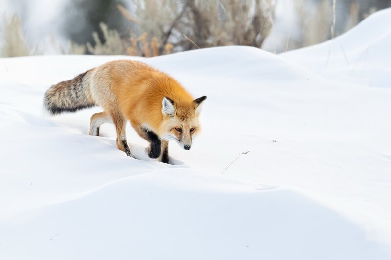 Red Fox in Snow — White, Calm, Winter, Photograph, Brushes