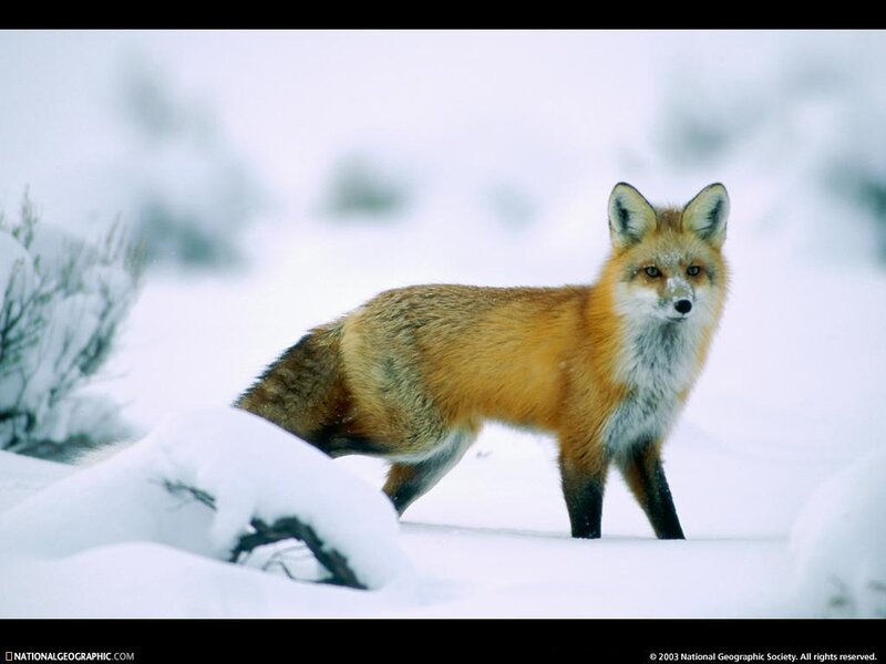 Red Fox in Snow — White, Calm, Winter, Photograph, Bushes, Orange