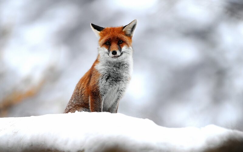 Red Fox in Snow — White, Calm, Winter, Photograph, Forest