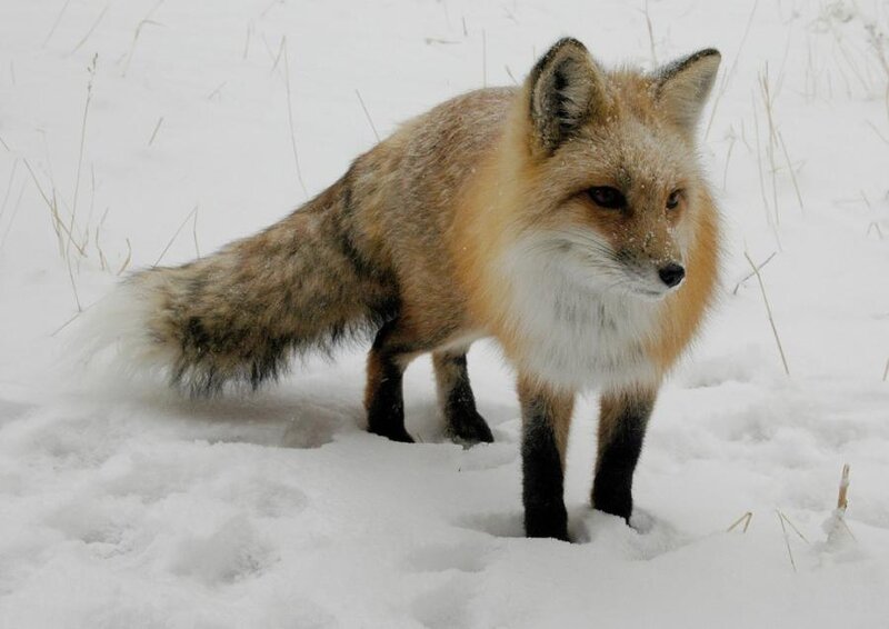 Red Fox in Snow — White, Calm, Winter, Photograph, Grass