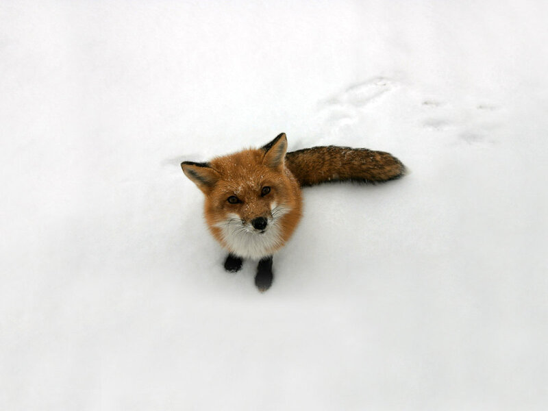 Red Fox in Snow — White, Calm, Winter, Photograph, Tail
