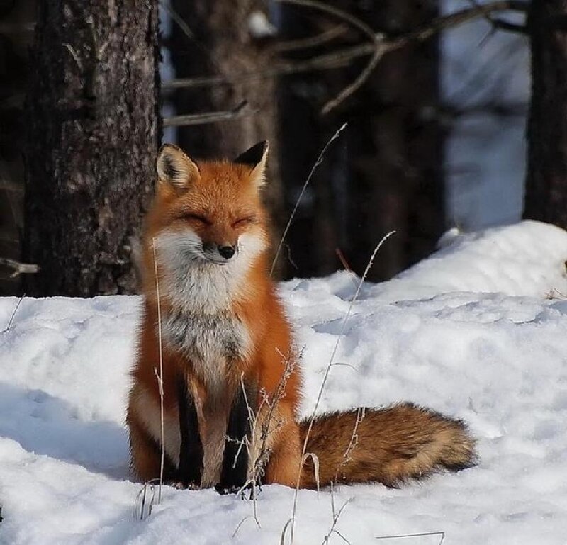 Red Fox in Snow — White, Calm, Winter, Photograph