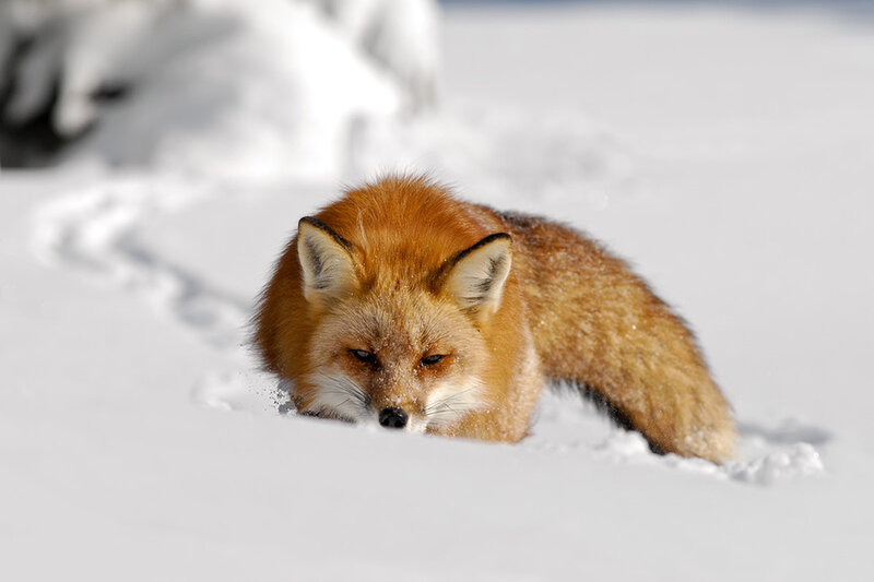 Red Fox in Snow — White, Calm, Winter, Photograph, Tracks