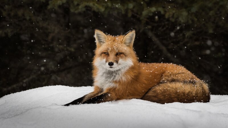 Red Fox in Snow — White, Calm, Winter, Photograph, Trees, Falling Snow