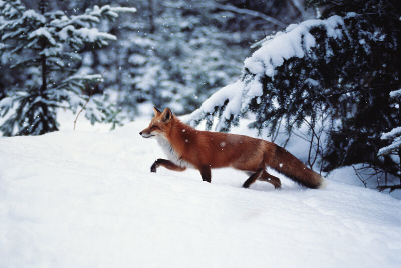 Red Fox in Snow — White, Calm, Winter, Photograph, Trees, Forest