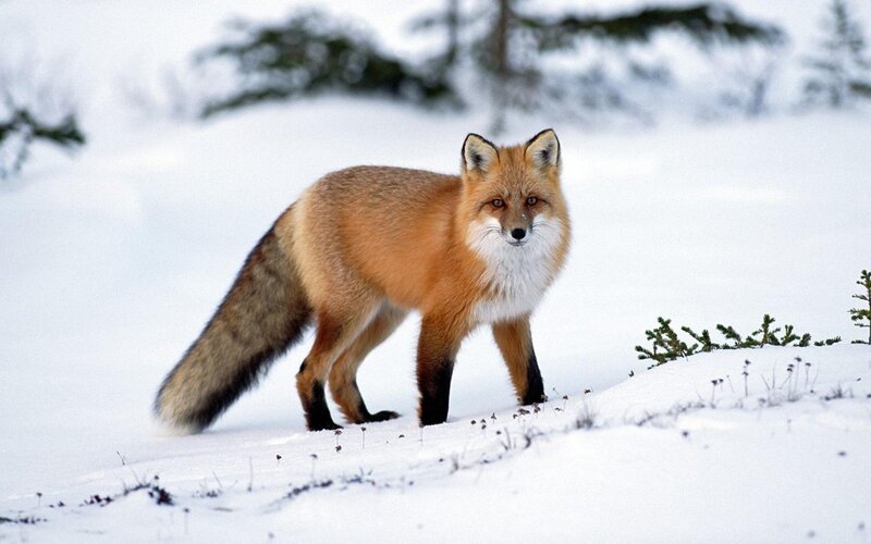 Red Fox in Snow — White, Calm, Winter, Photograph, Trees, Ground, Orange
