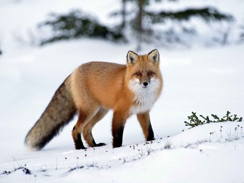 Red Fox in Snow — White, Calm, Winter, Photograph, Trees, Plant