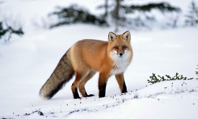 Red Fox in Snow — White, Calm, Winter, Photograph, Trees, Plants