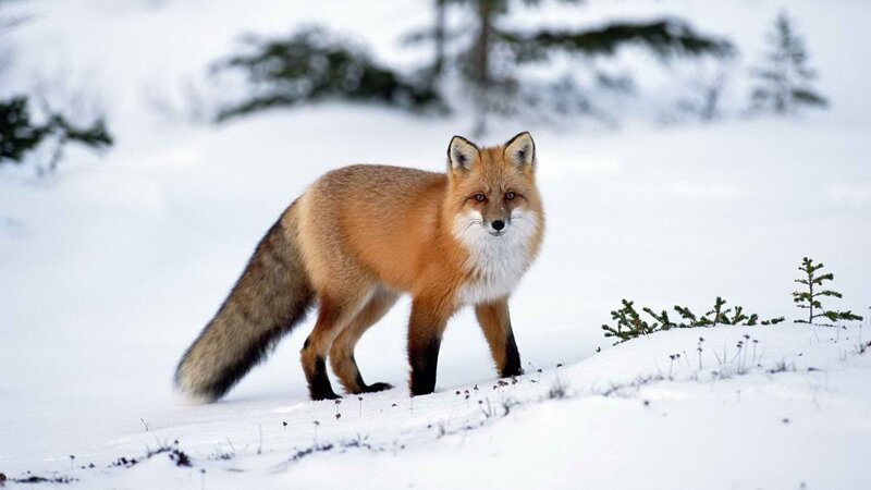 Red Fox in Snow — White, Calm, Winter, Photograph, Trees, Tail