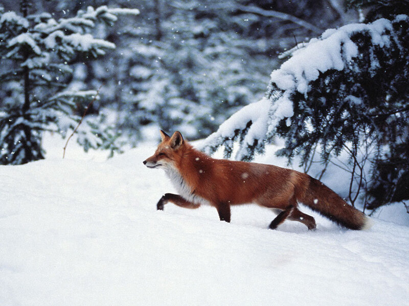 Red Fox in Snow — White, Calm, Winter, Photograph, Trees