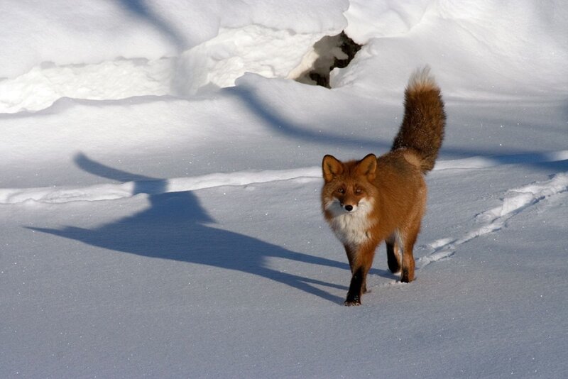 Red Fox in Snow — White, Calm, Winter
