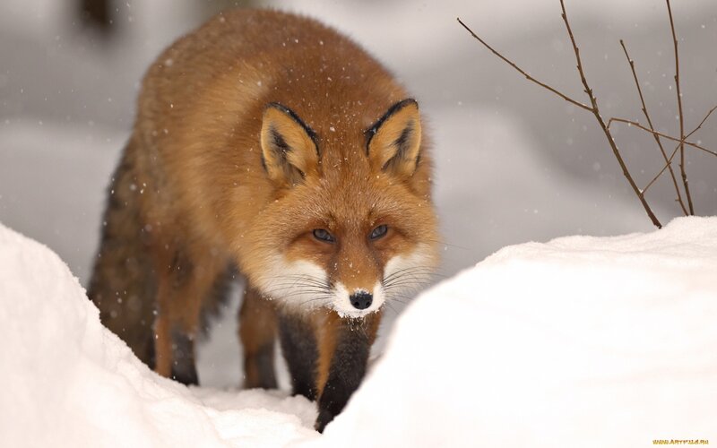 Red Fox in Snow — White, Cold