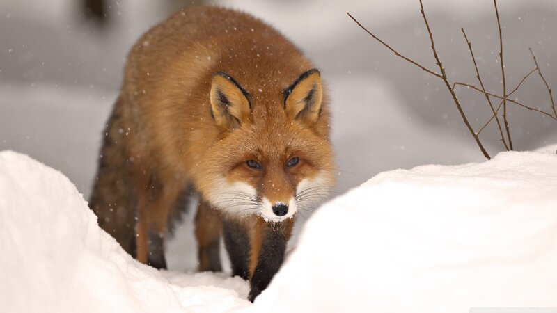 Red Fox in Snow — White, Cold, Winter, Photograph, Branches